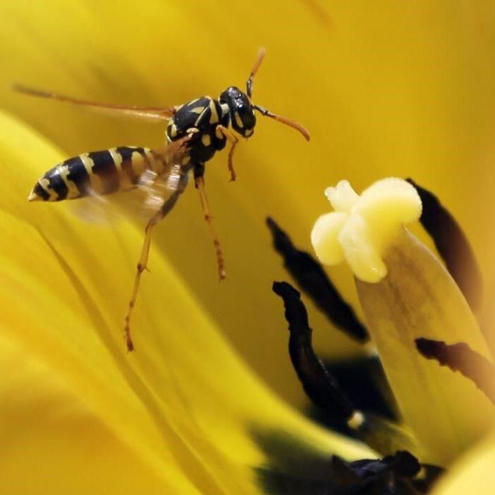 Diet, demographics behind late-summer wasp outbreak on Prairies
